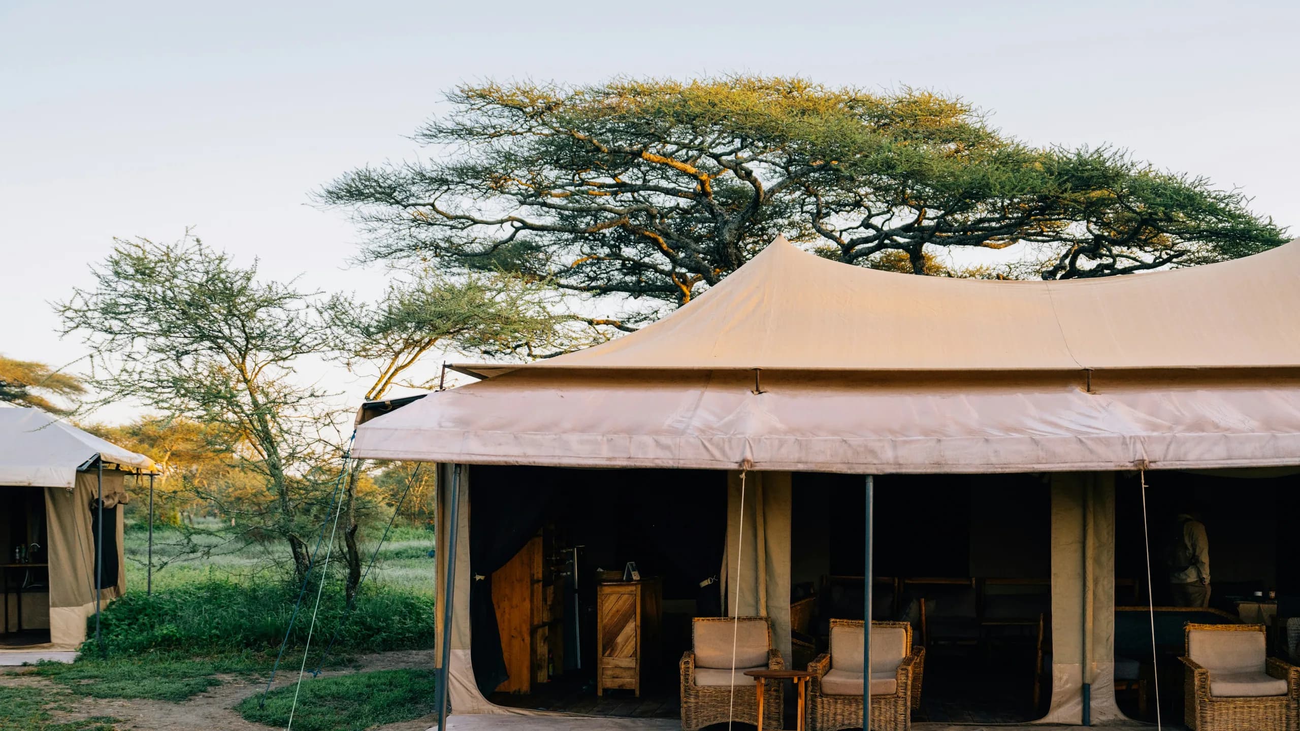 Luxury safari tent under acacia trees