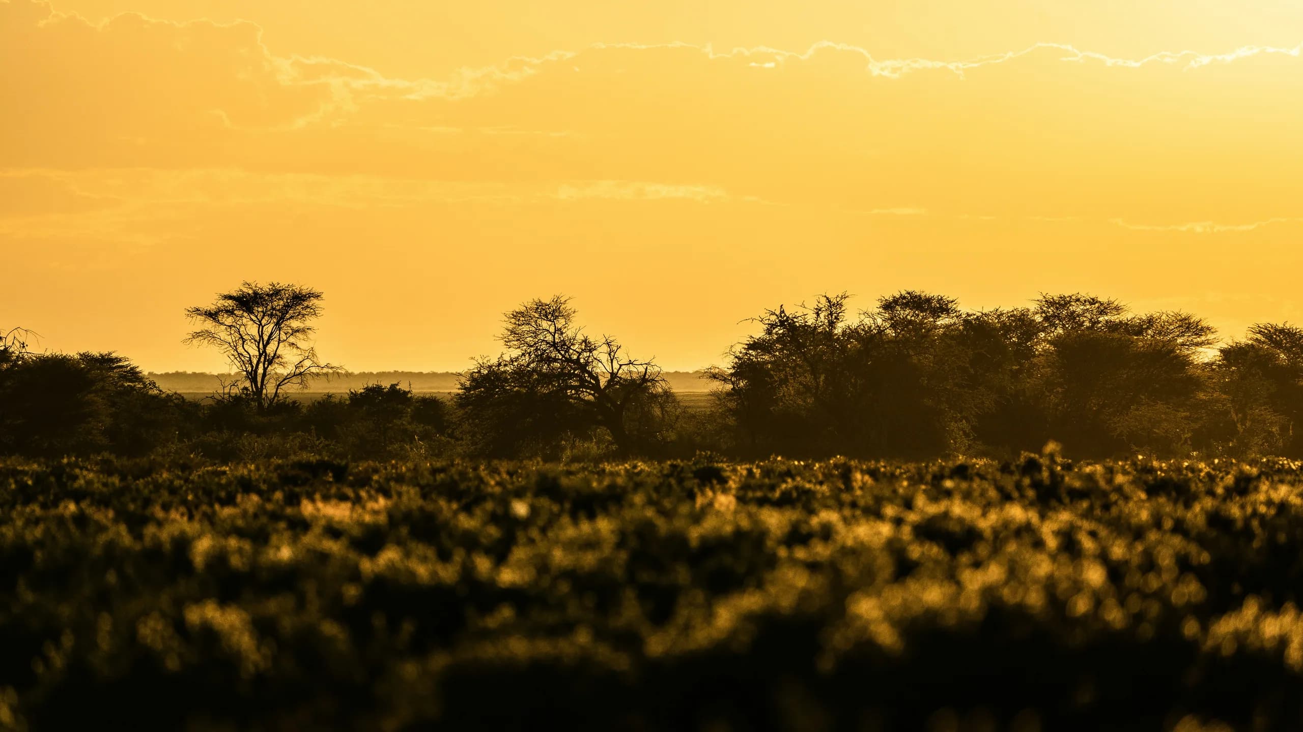 Golden hour bushveld landscape