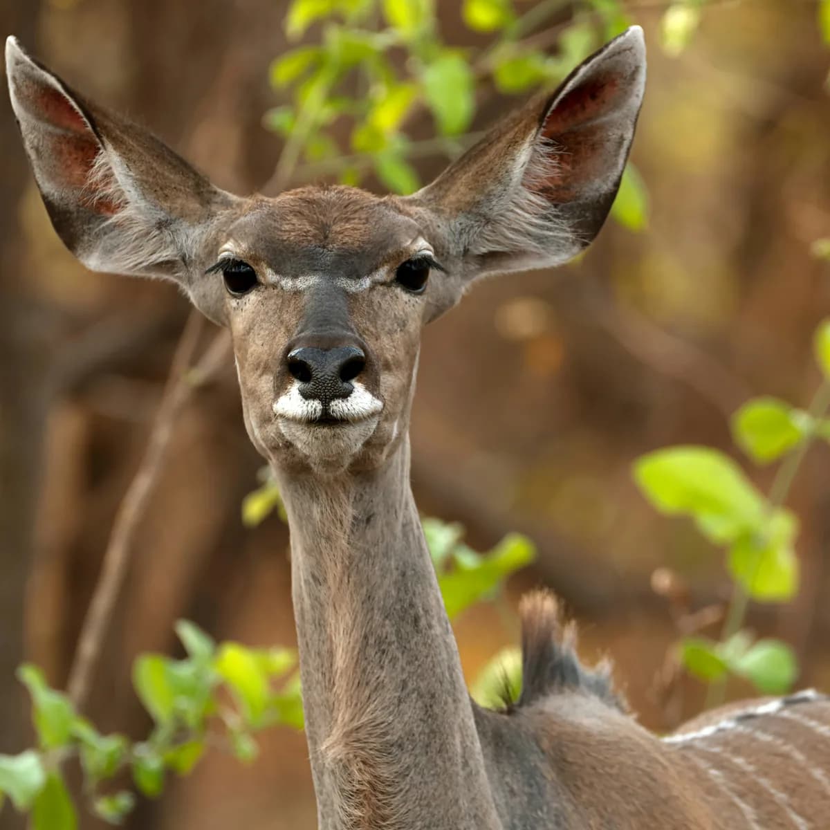 Greater Kudu in natural habitat