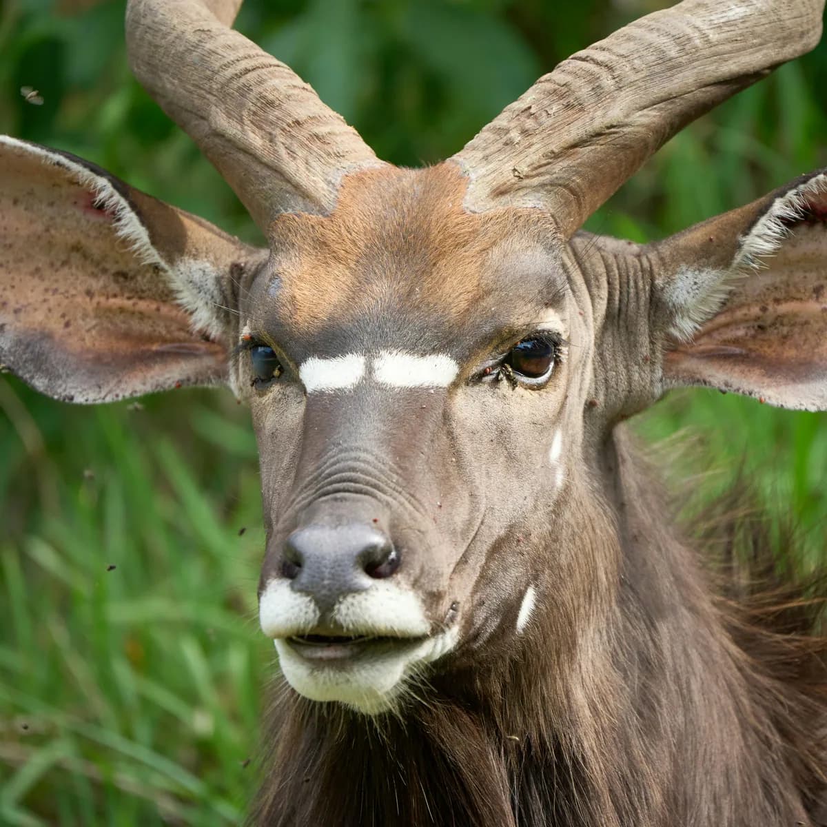 Nyala in natural habitat