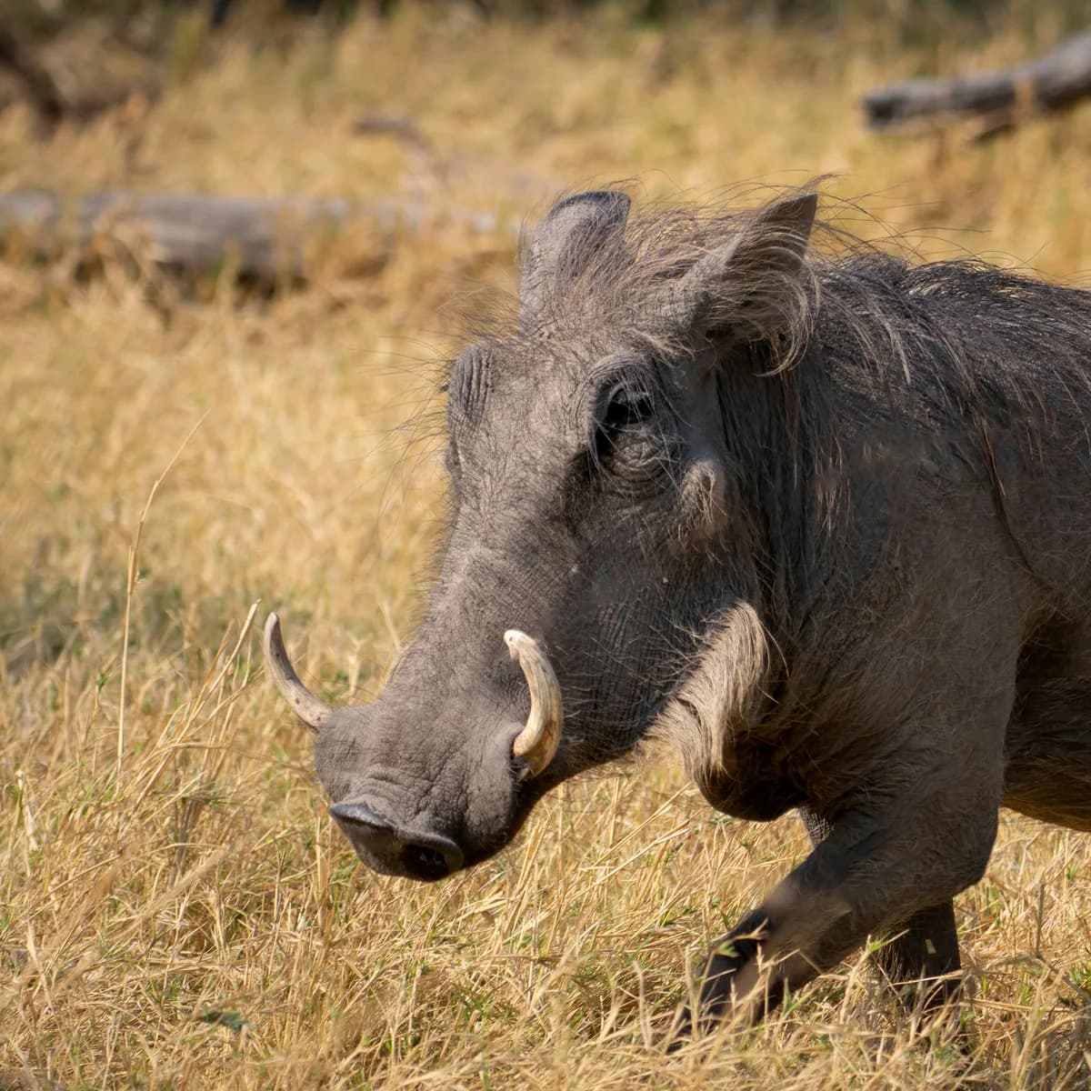 Warthog in natural habitat