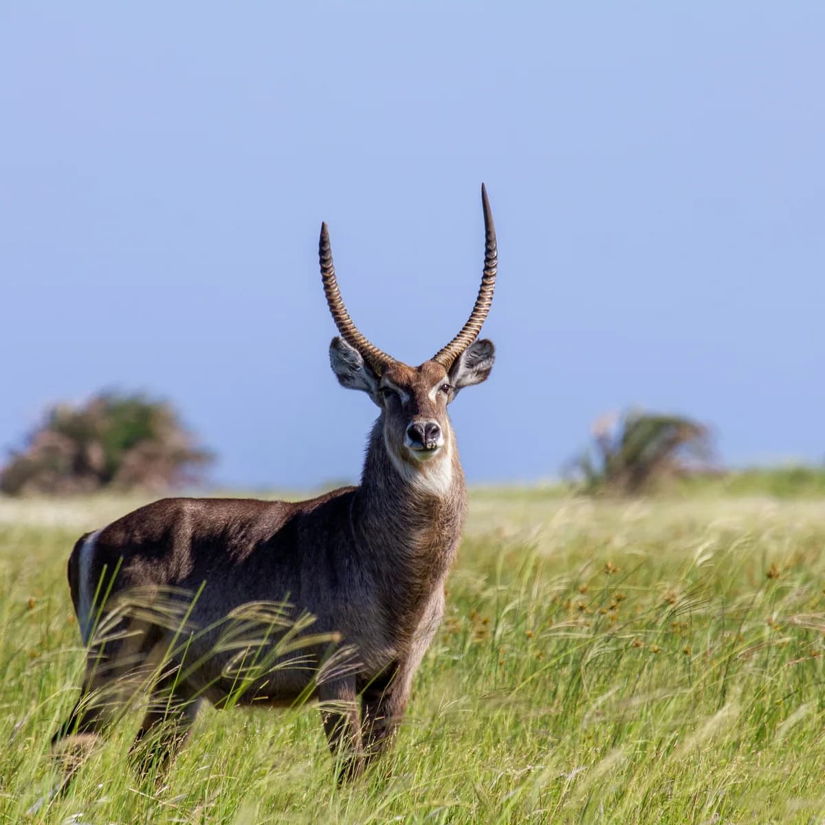 Waterbuck in natural habitat