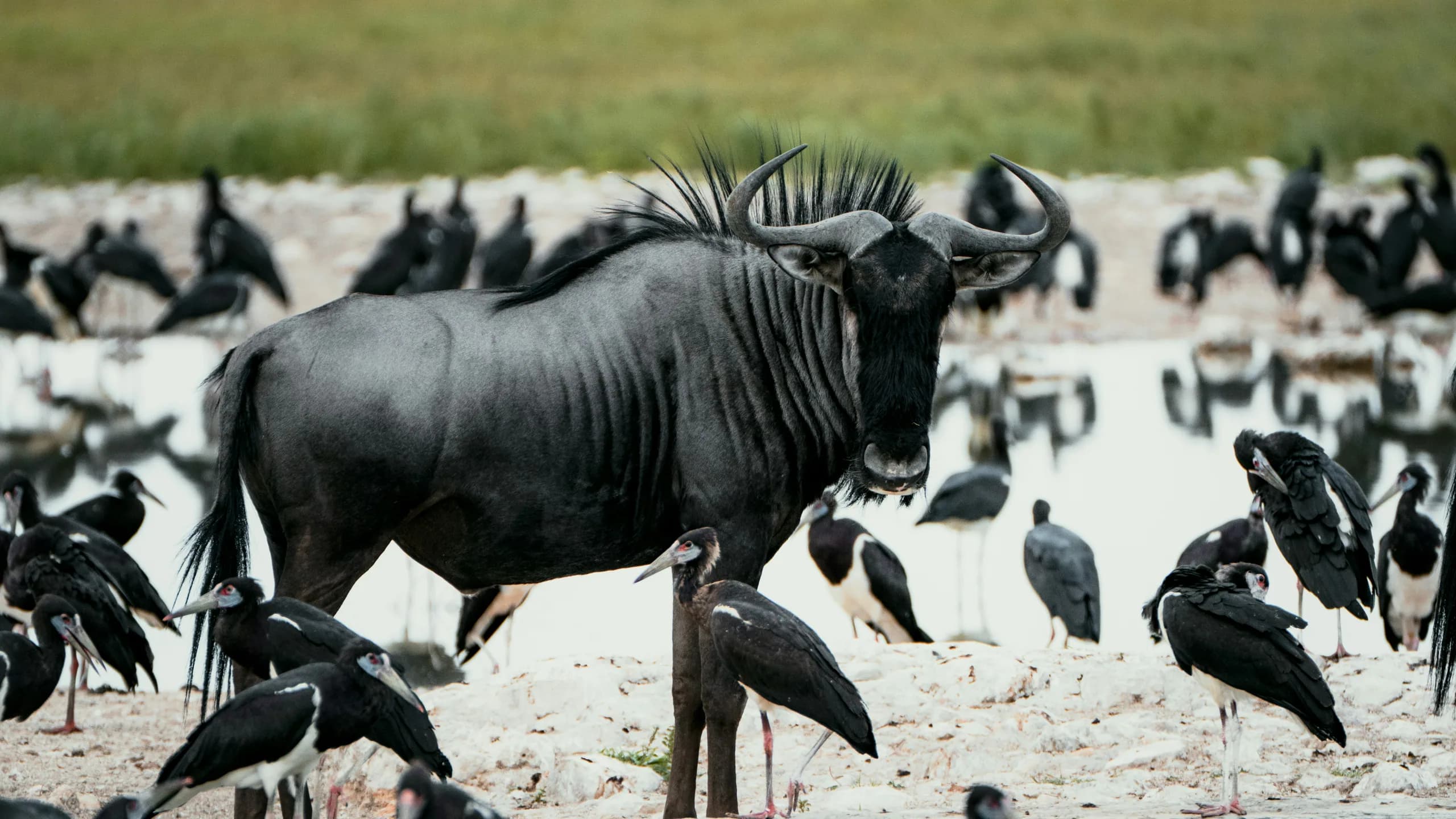 Black Wildebeest in natural habitat