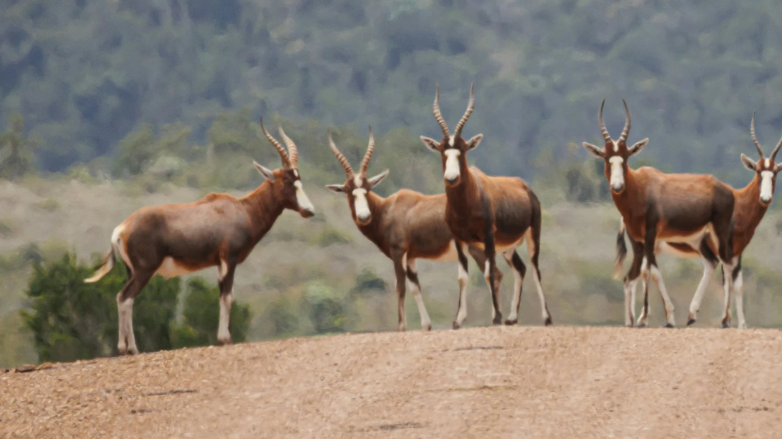 Blesbok in natural habitat