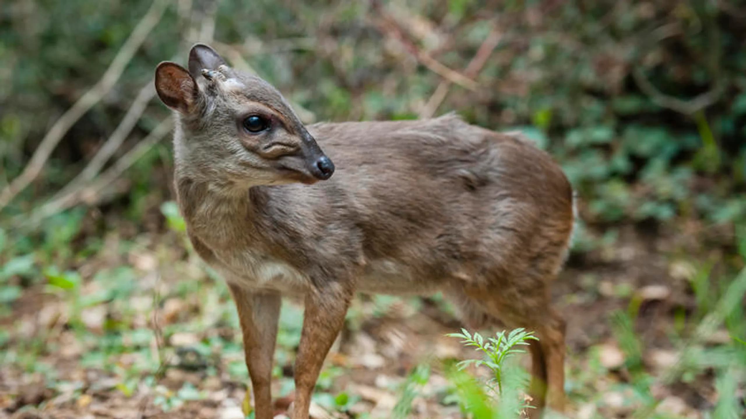 Blue Duiker in natural habitat