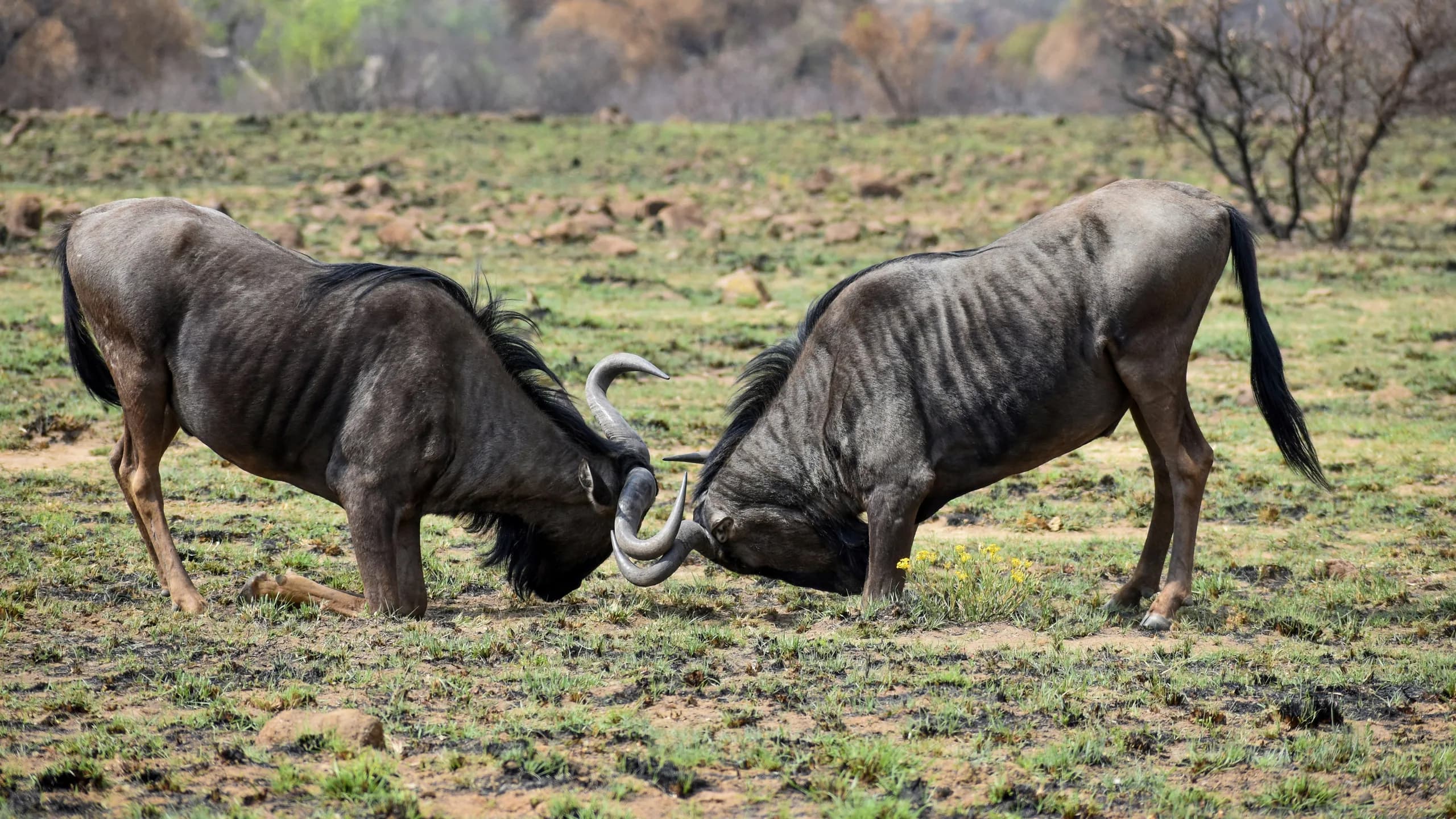 Blue Wildebeest in natural habitat