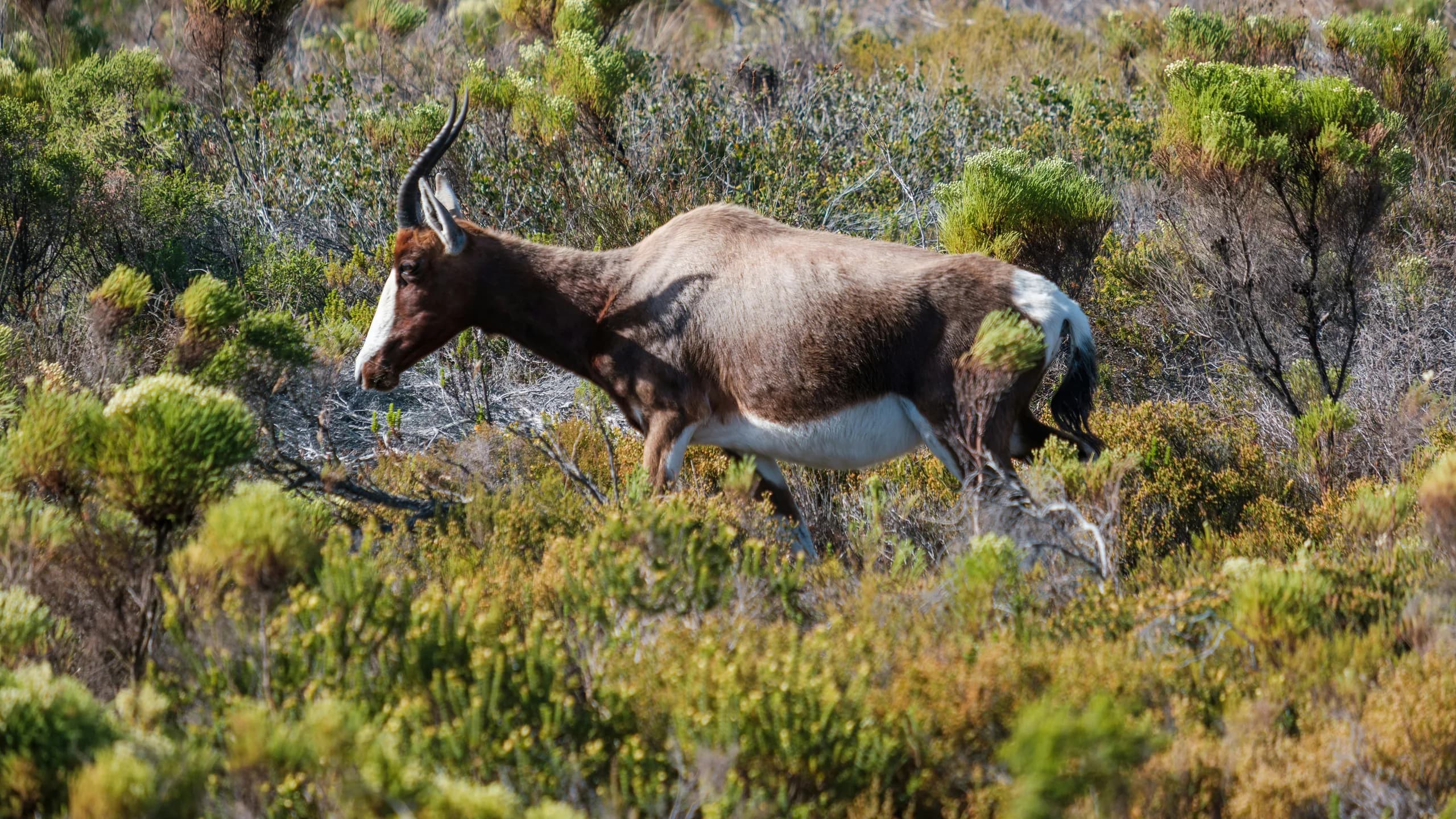Bontebok in natural habitat