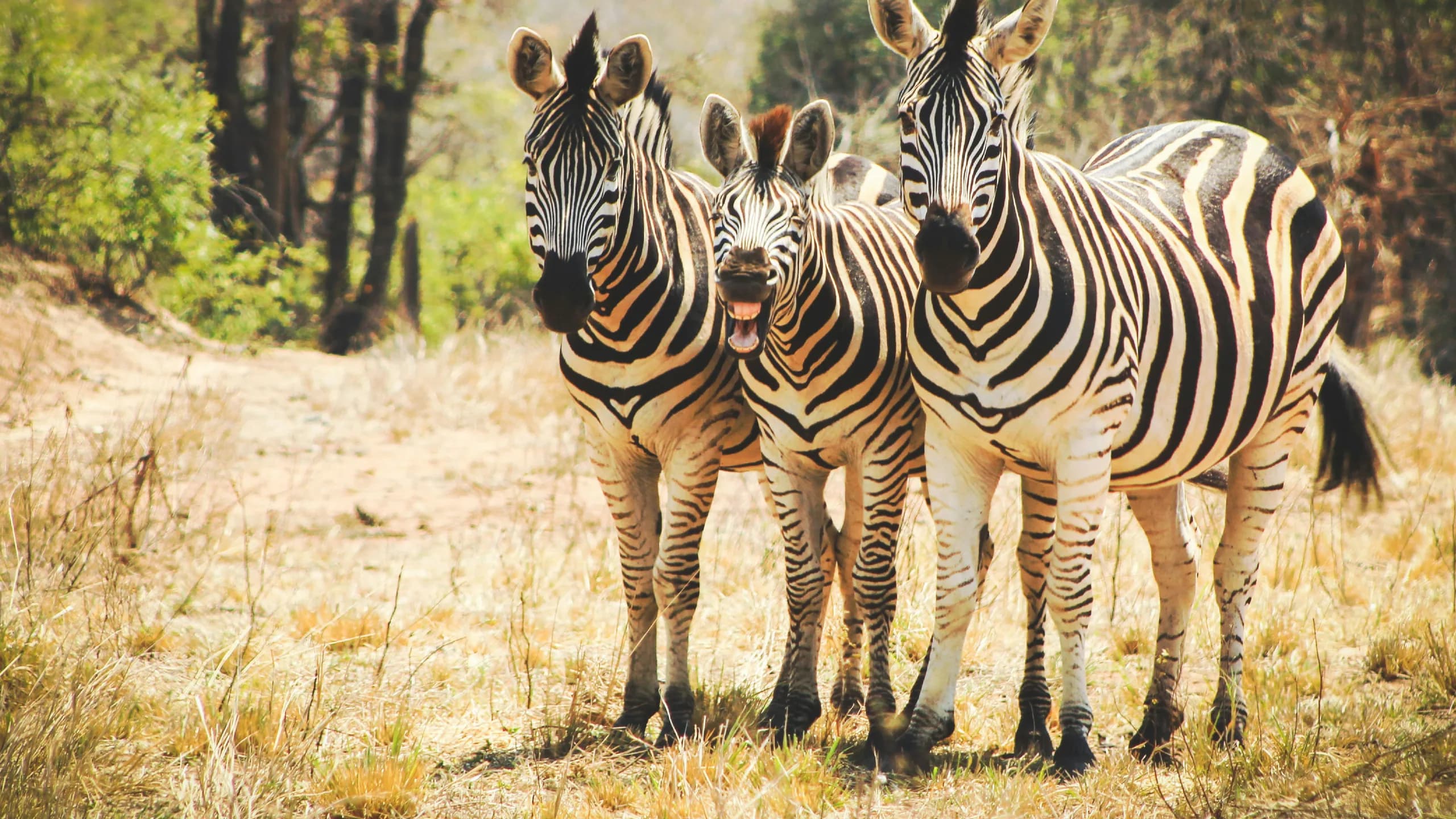 Burchell's Zebra in natural habitat