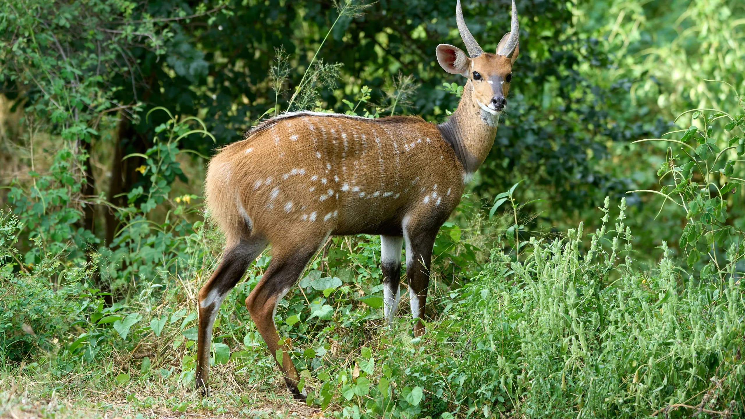 Bushbuck in natural habitat