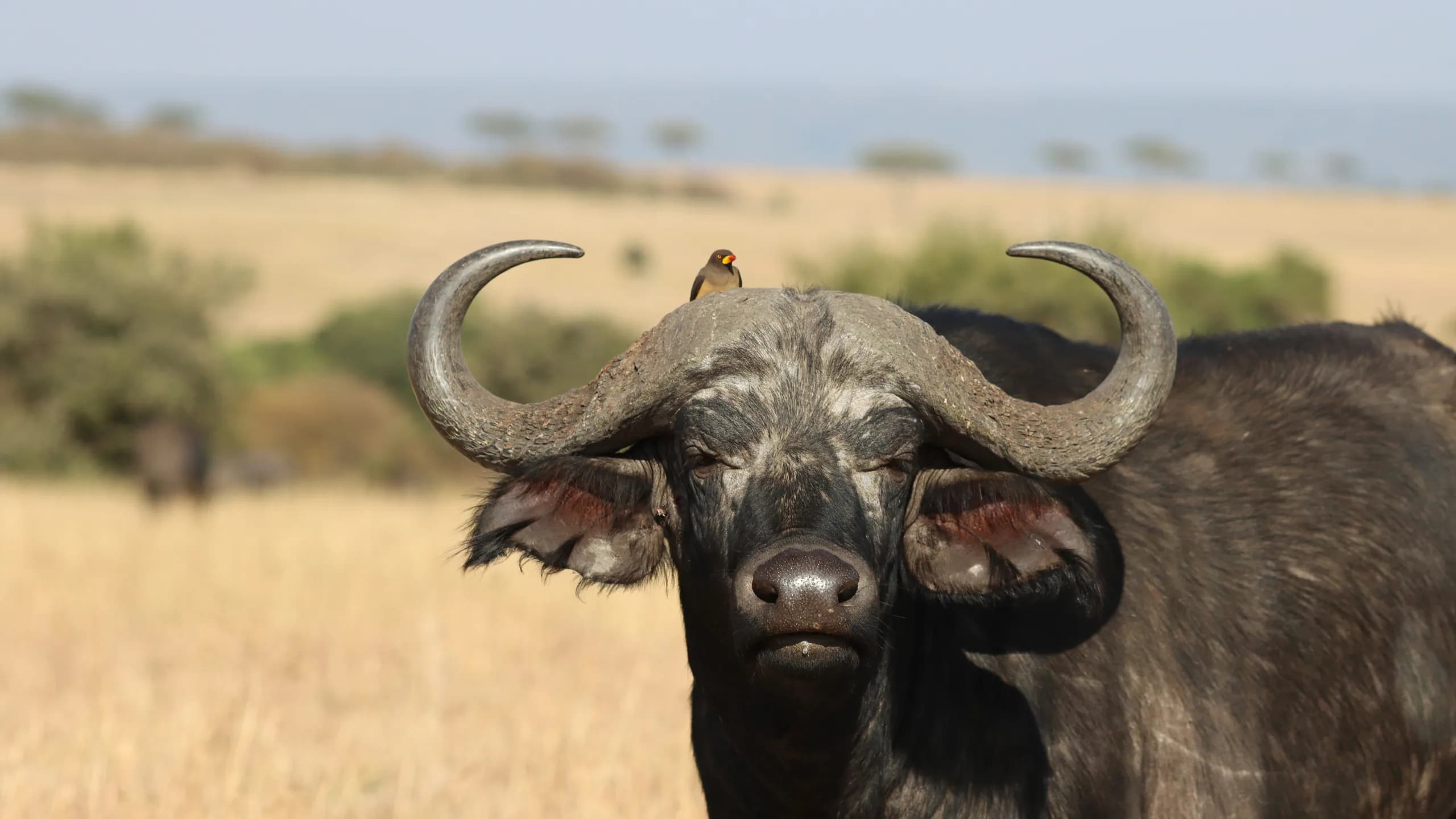 Cape Buffalo in natural habitat