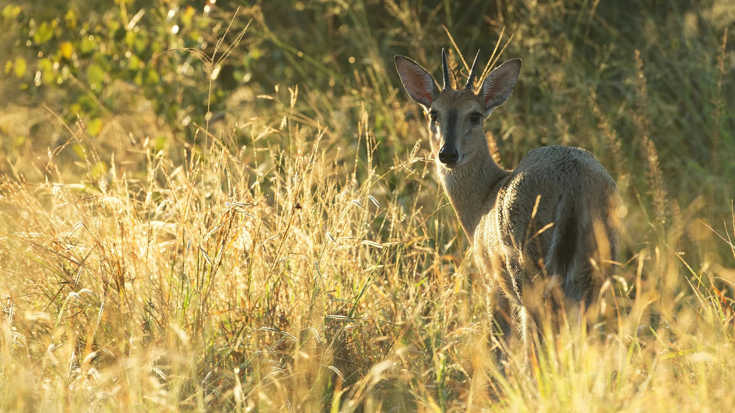Common Duiker in natural habitat