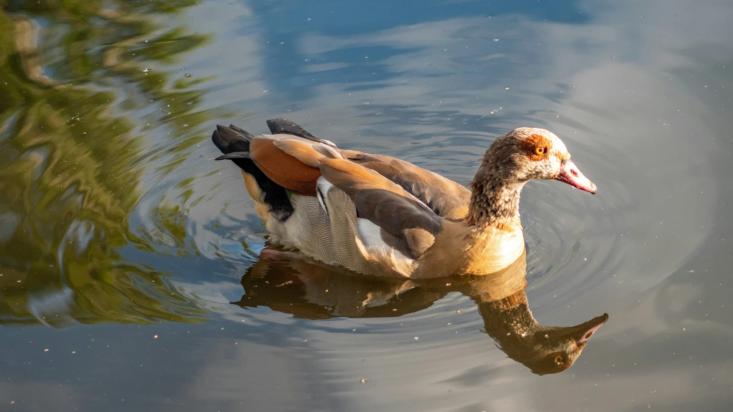 Egyptian Goose in natural habitat