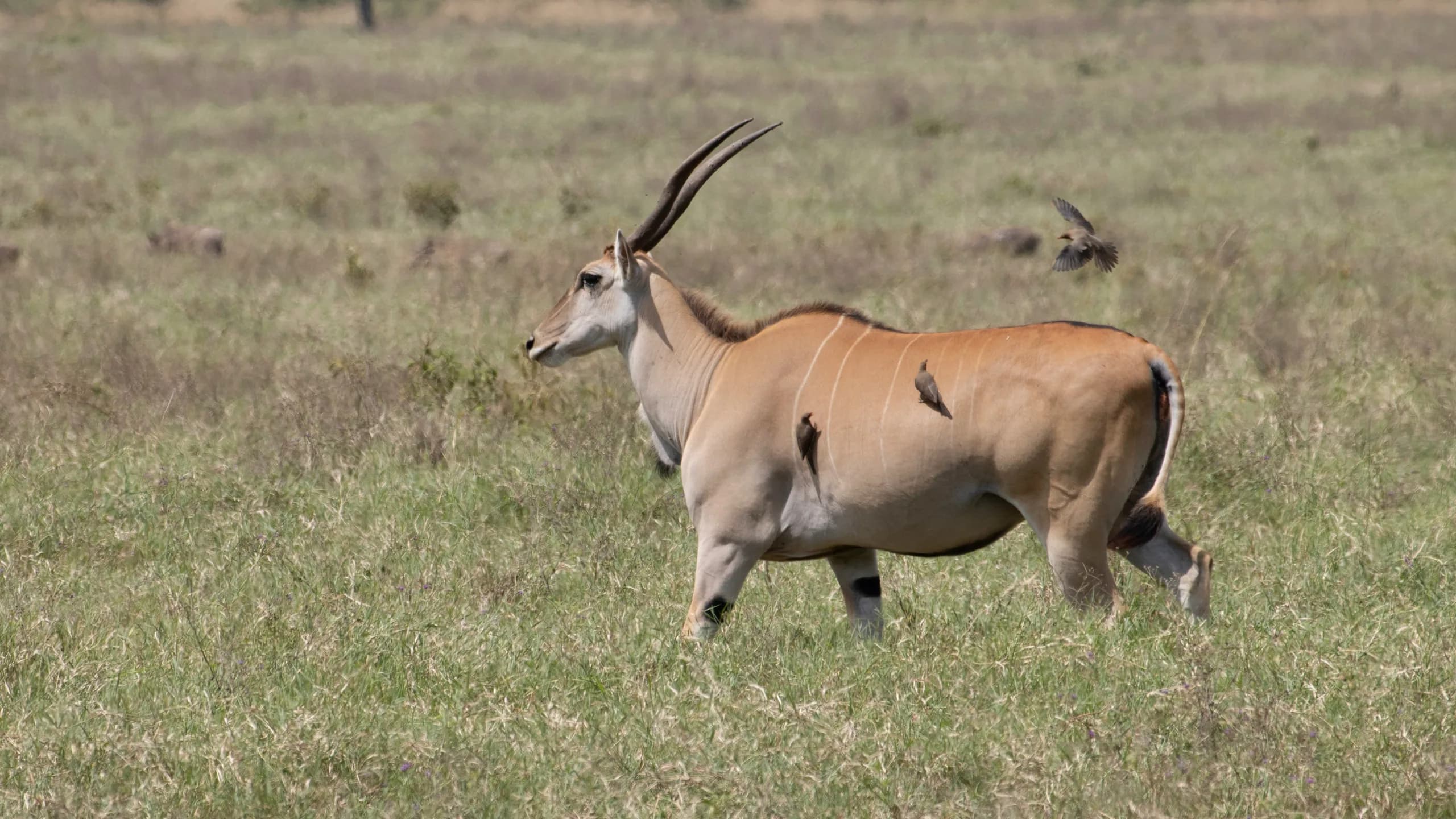 Common Eland in natural habitat