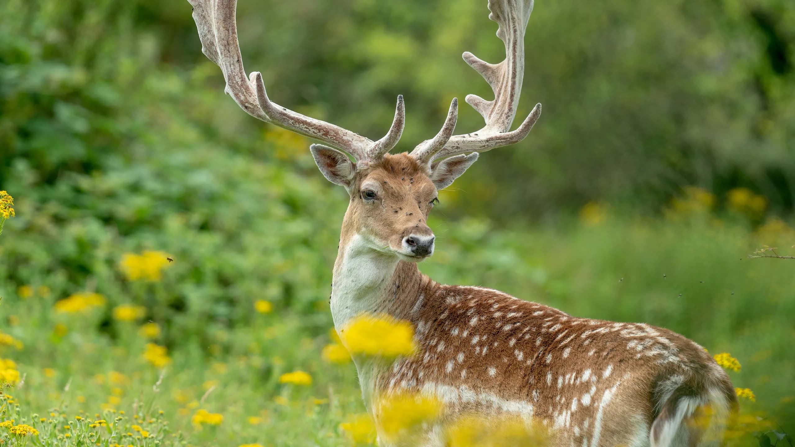 Fallow Deer in natural habitat