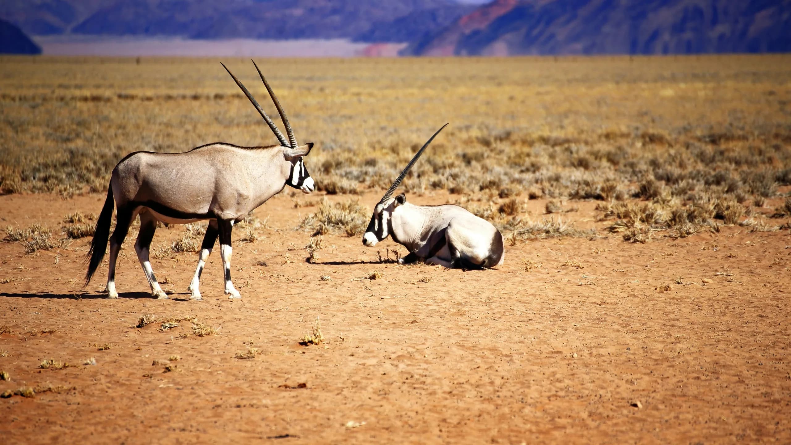 Gemsbok in natural habitat
