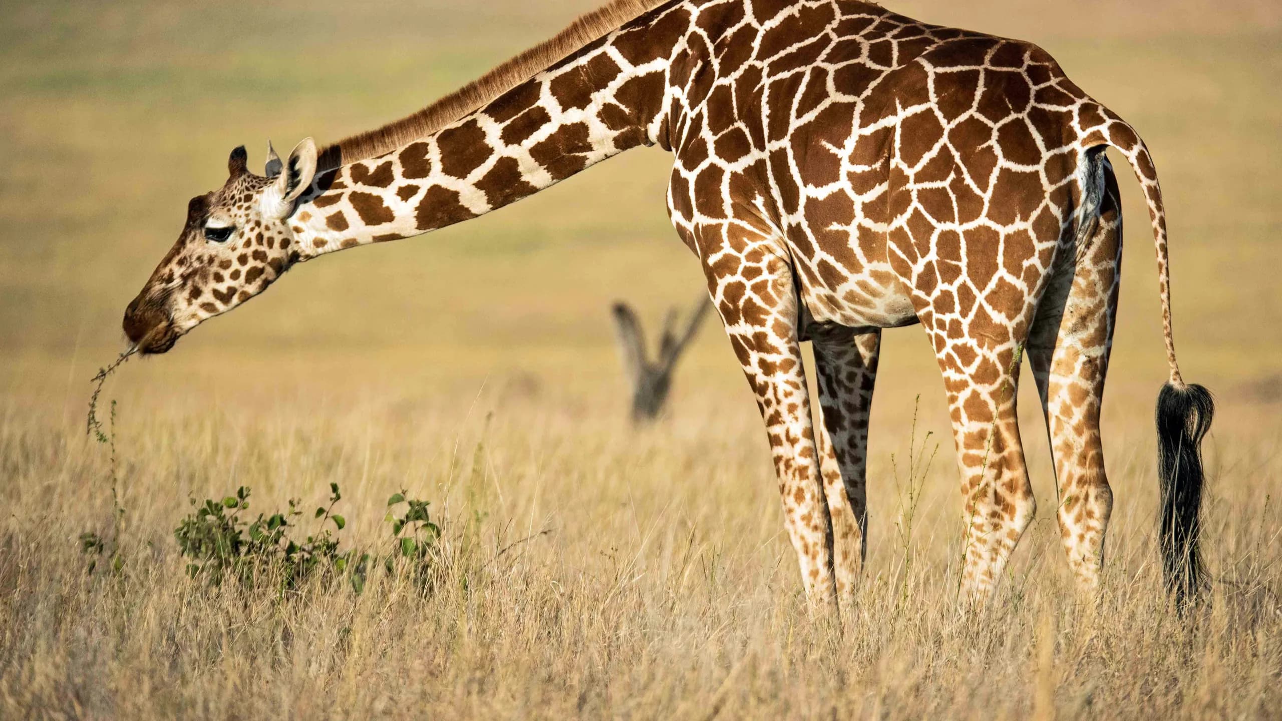 Giraffe in natural habitat