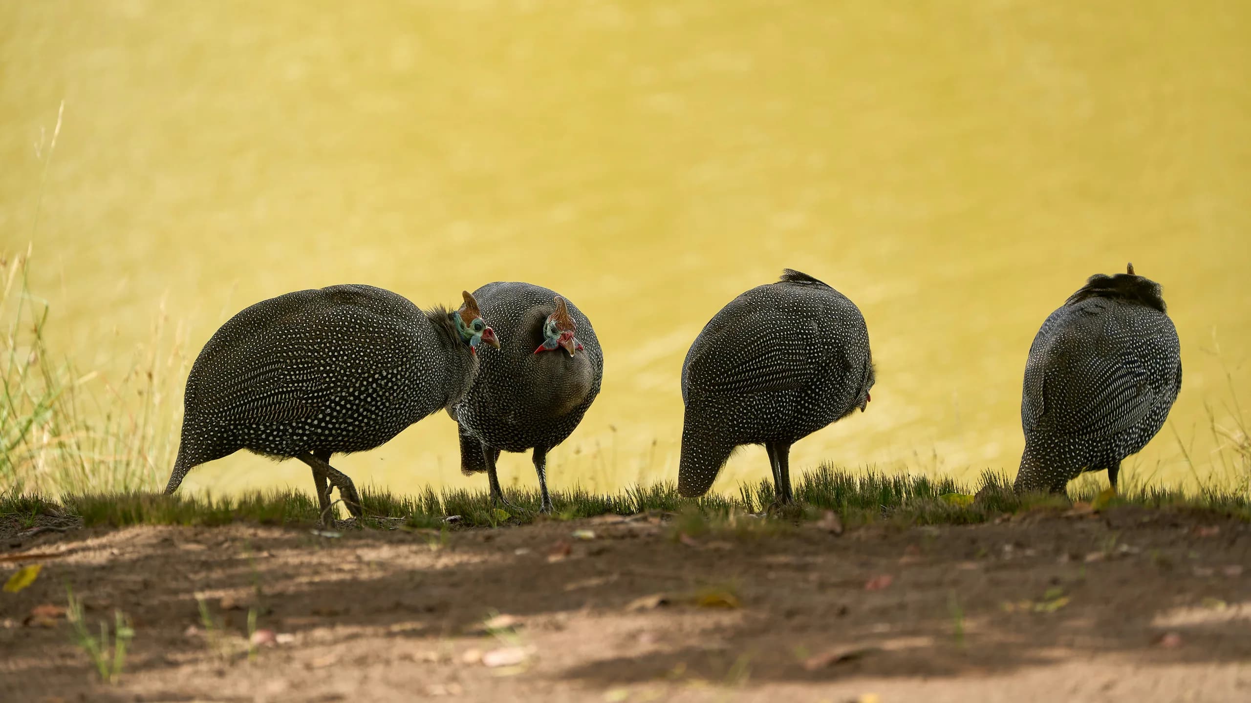Helmeted Guineafowl in natural habitat
