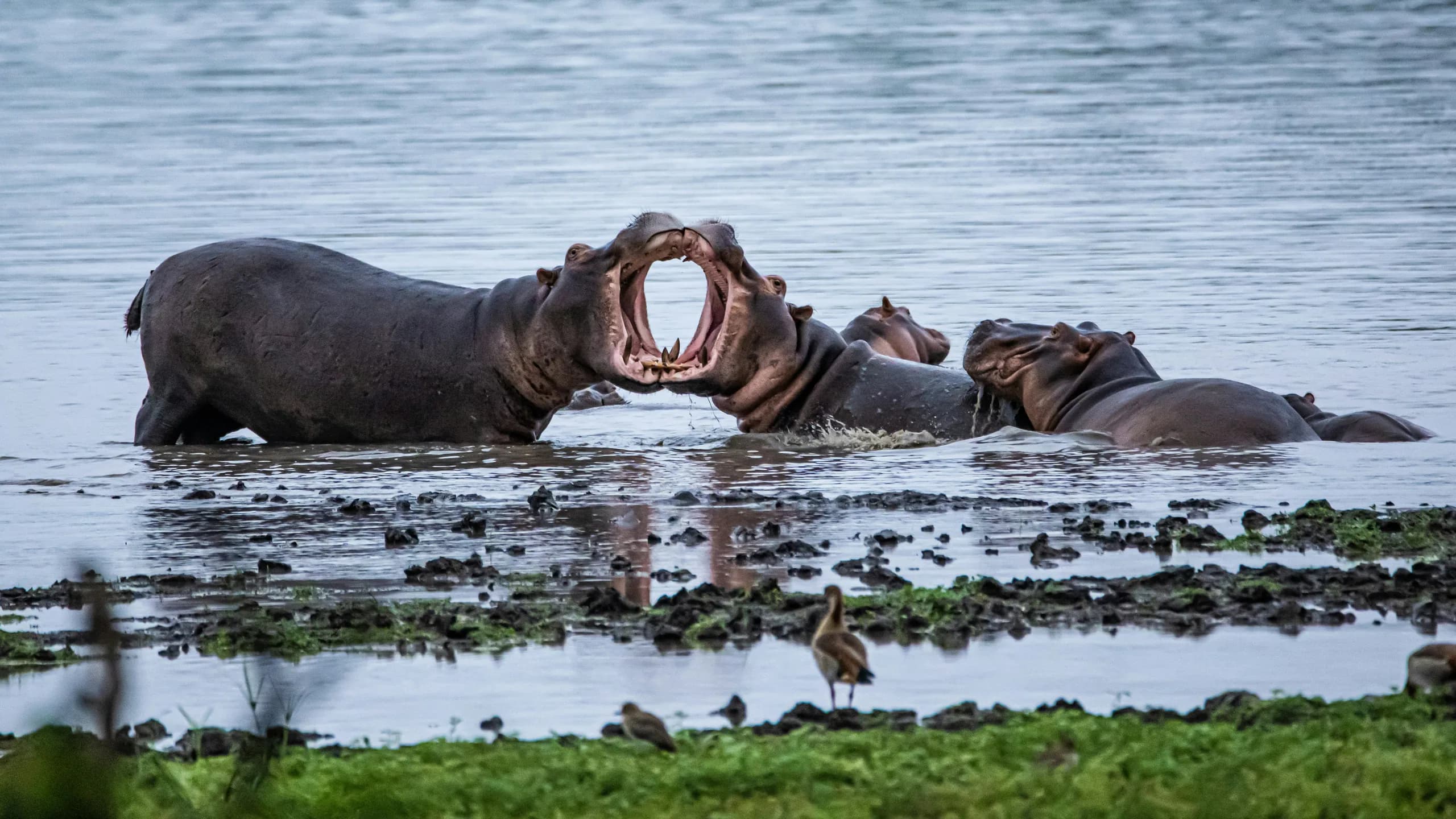 Hippopotamus in natural habitat