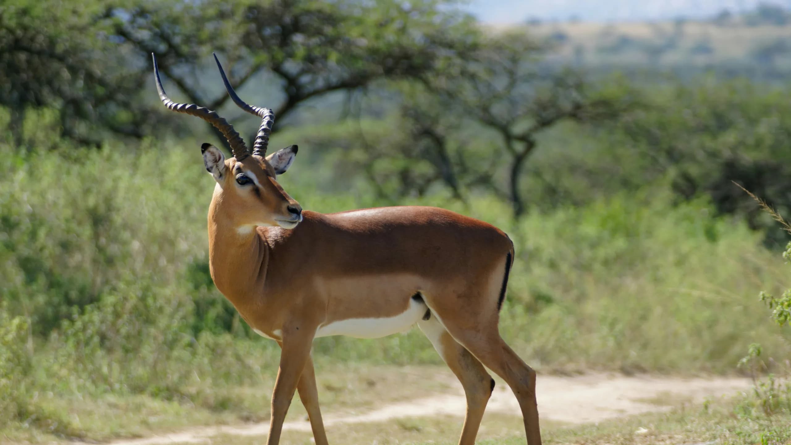 Impala in natural habitat