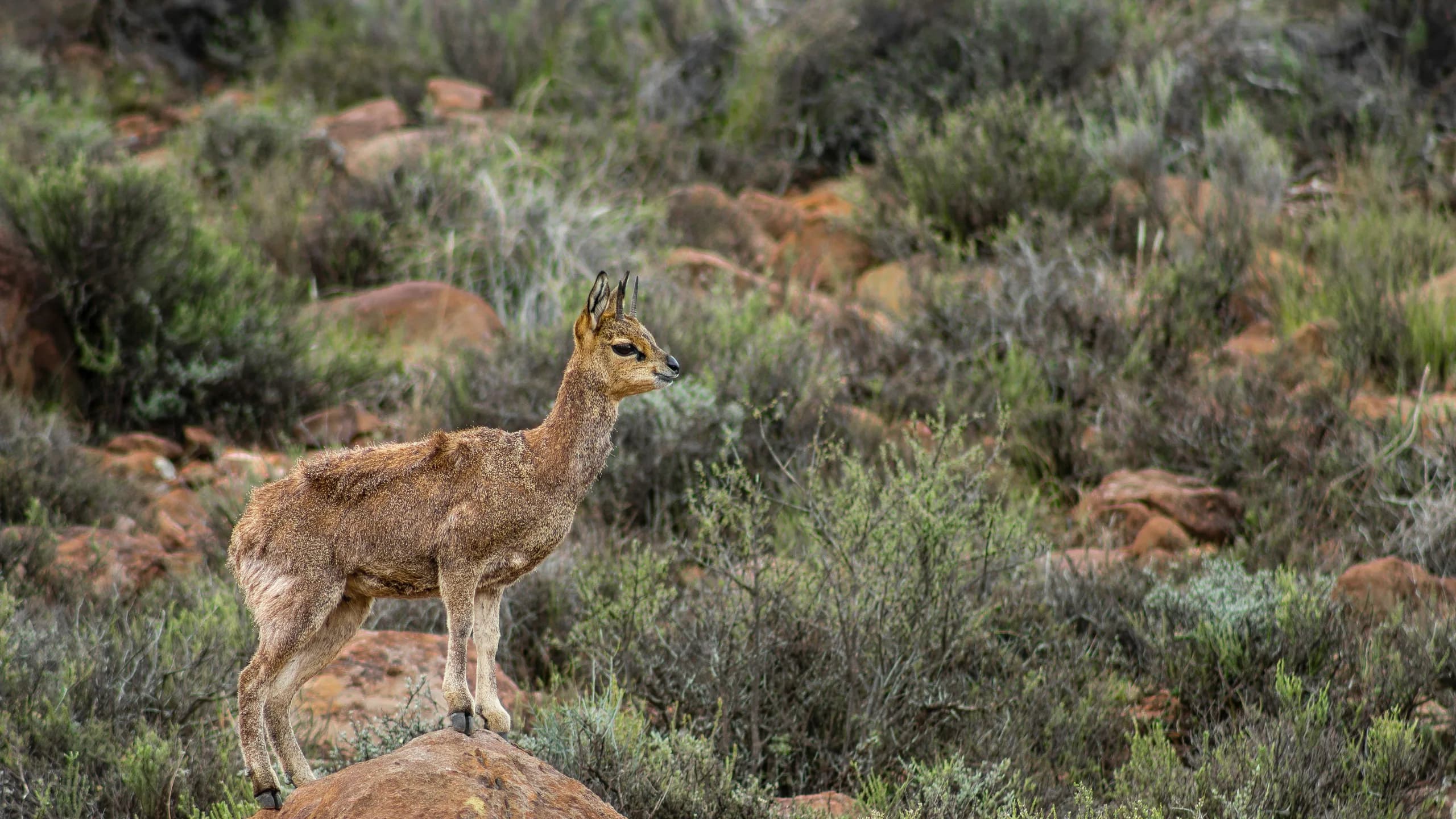 Klipspringer in natural habitat
