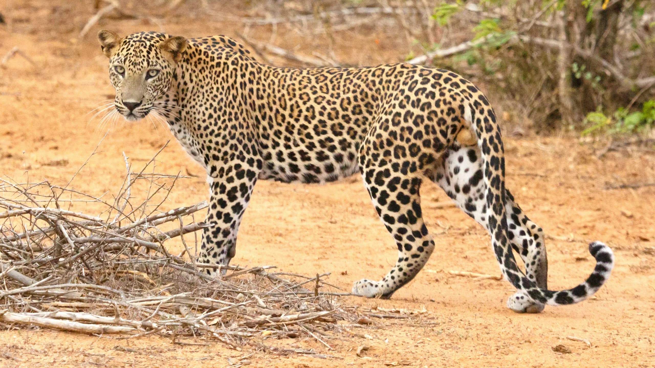 Leopard in natural habitat
