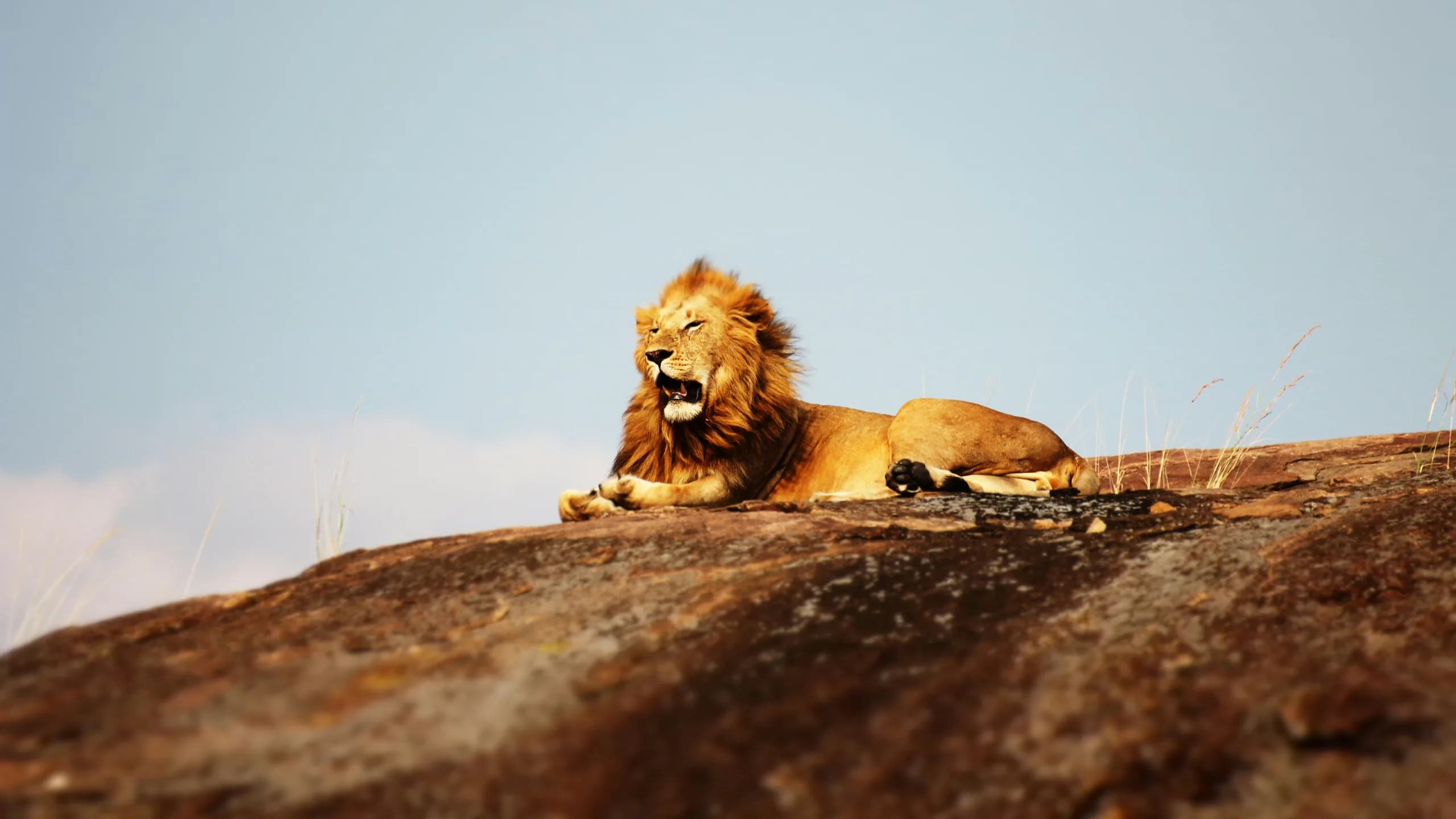 Lion in natural habitat