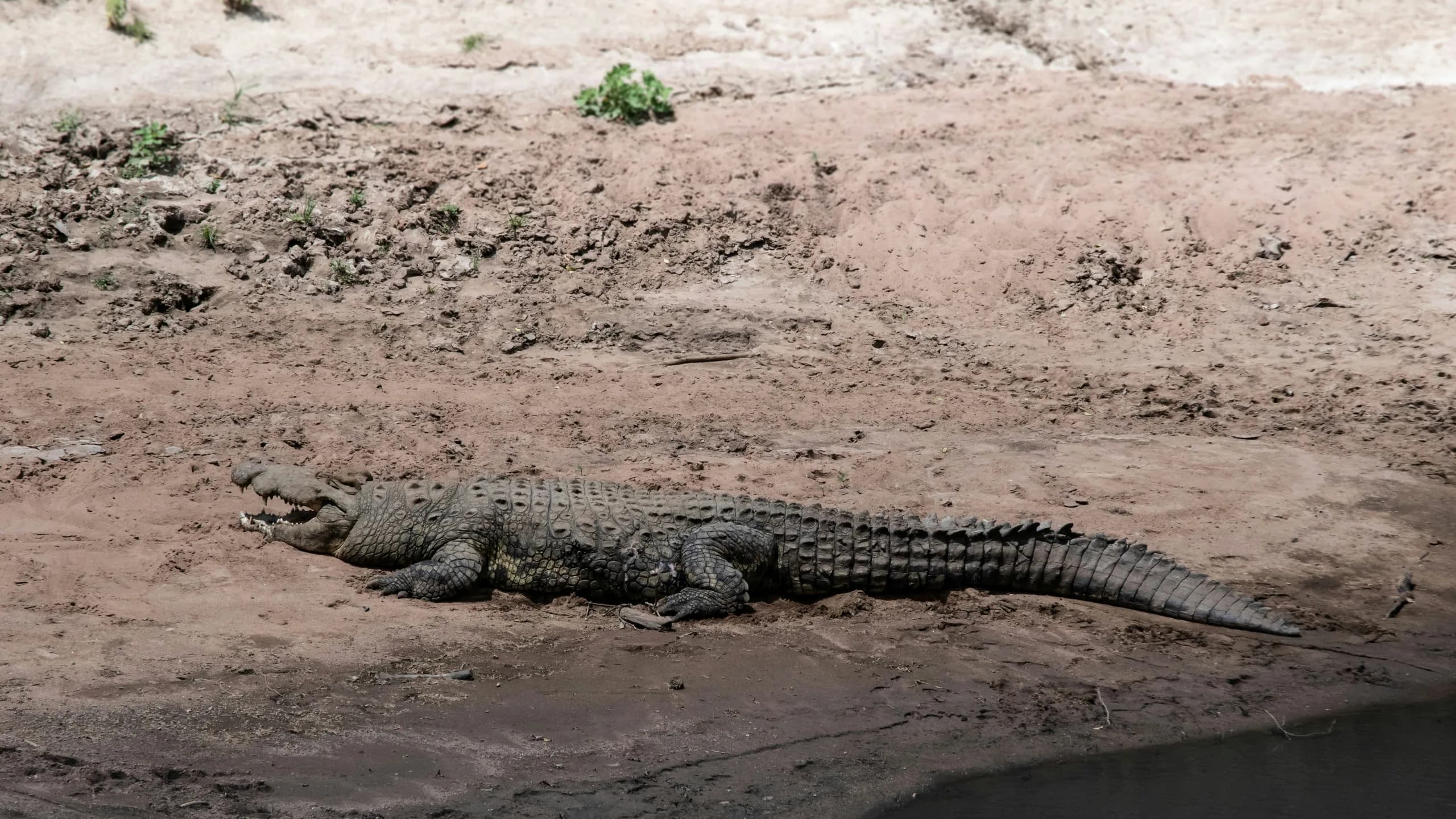 Nile Crocodile in natural habitat