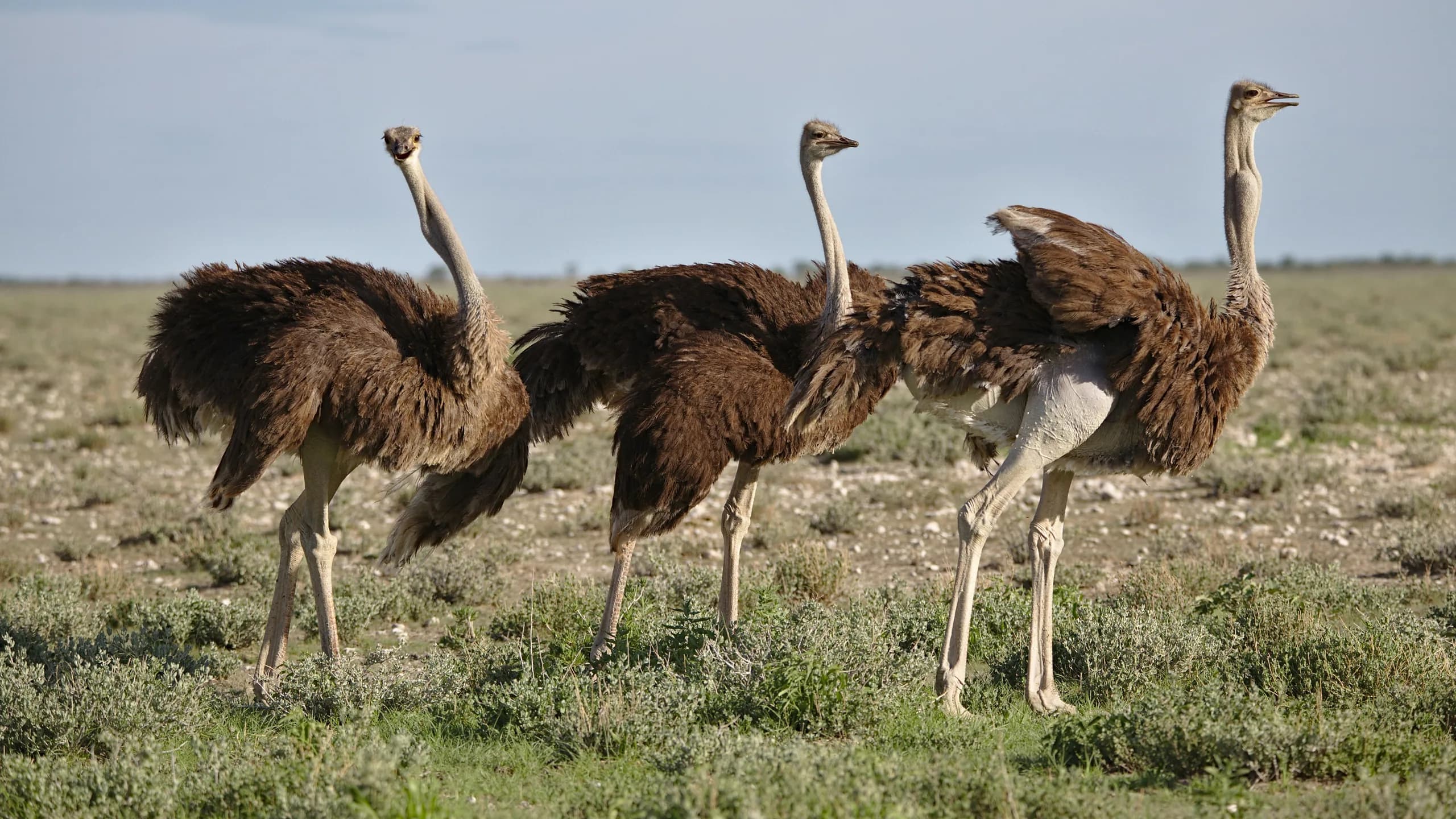 Ostrich in natural habitat