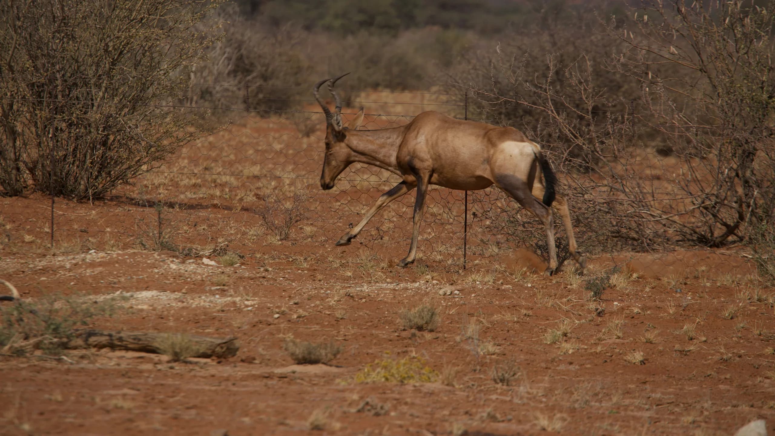Red Hartebeest in natural habitat