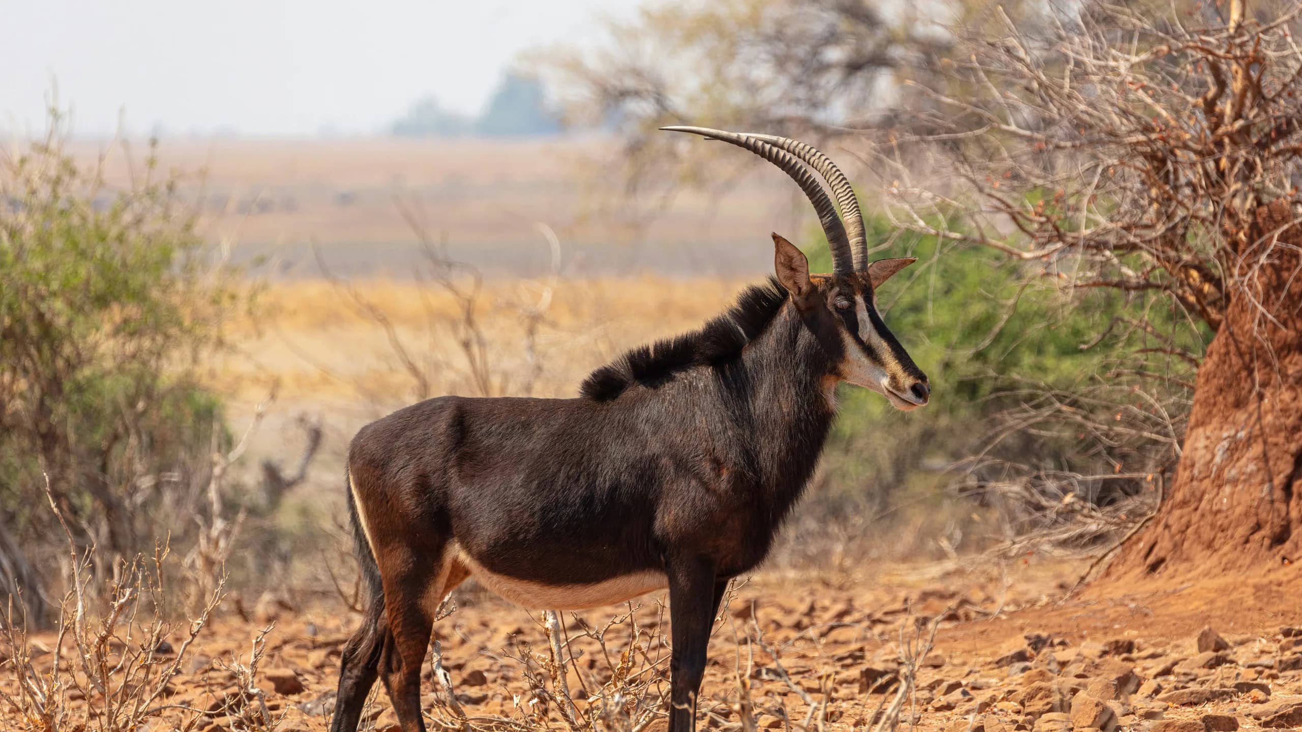 Sable Antelope in natural habitat