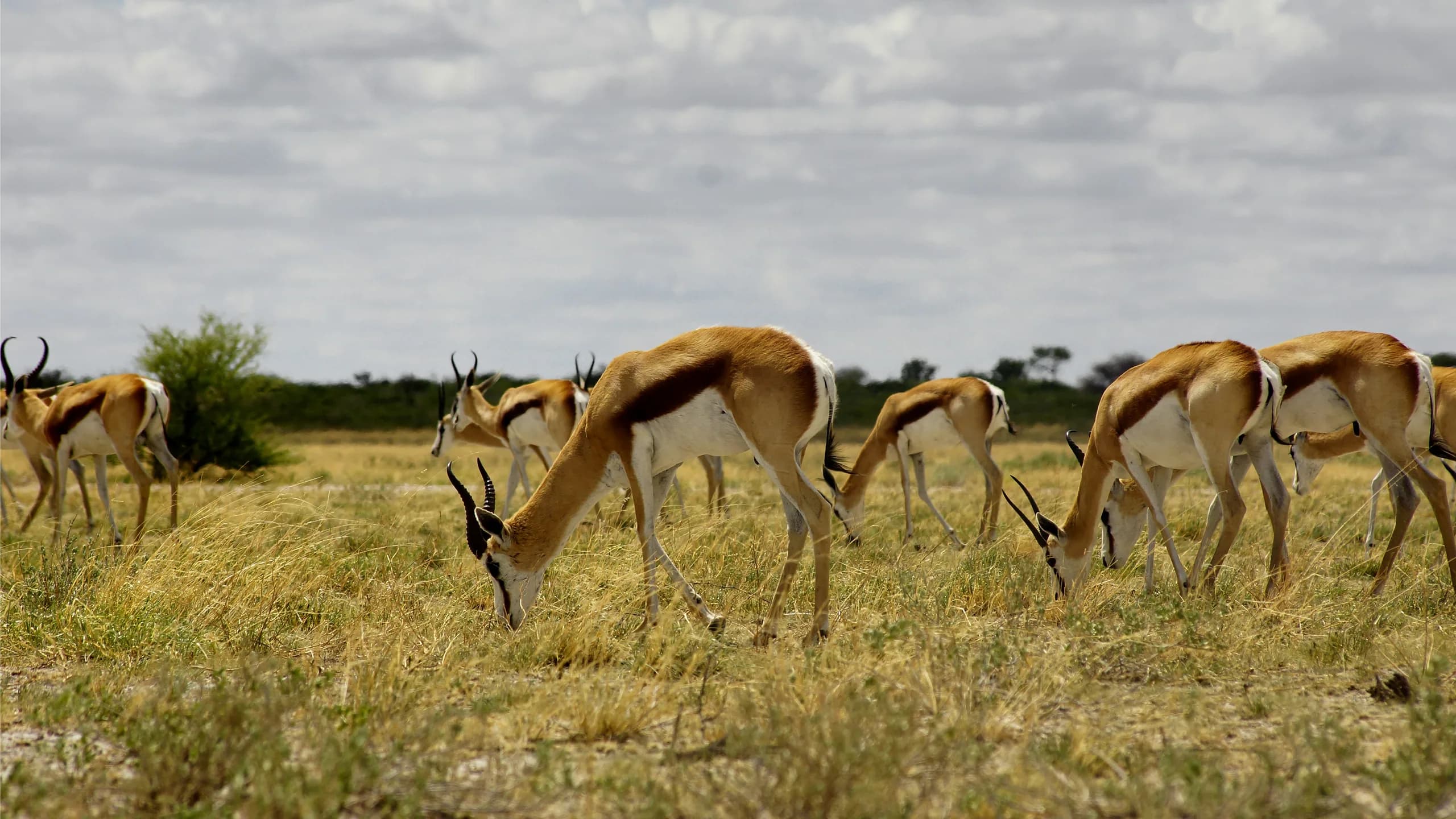 Springbok in natural habitat
